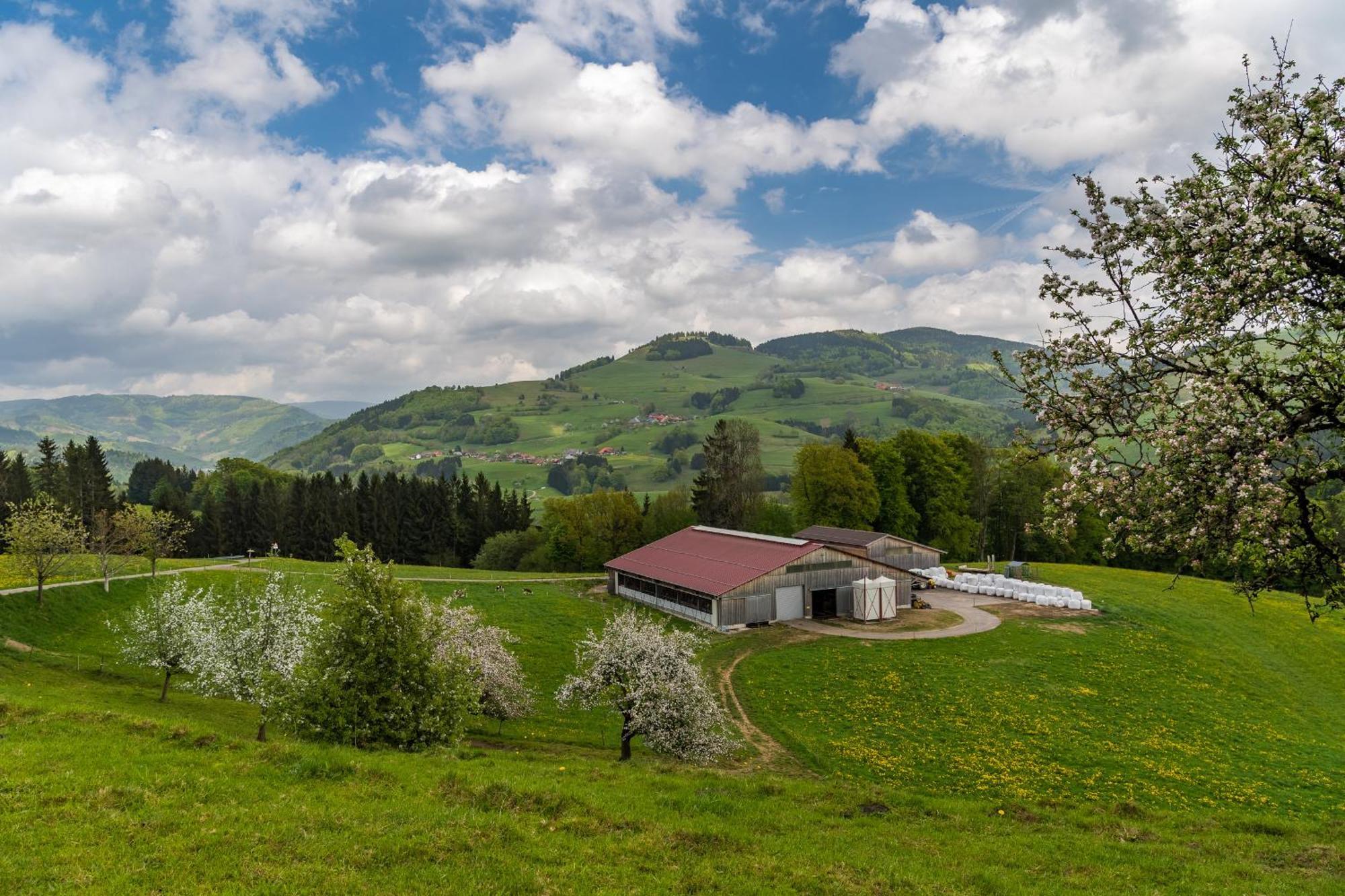 Schwarzwaldliebe Leilighet Frohnd Eksteriør bilde