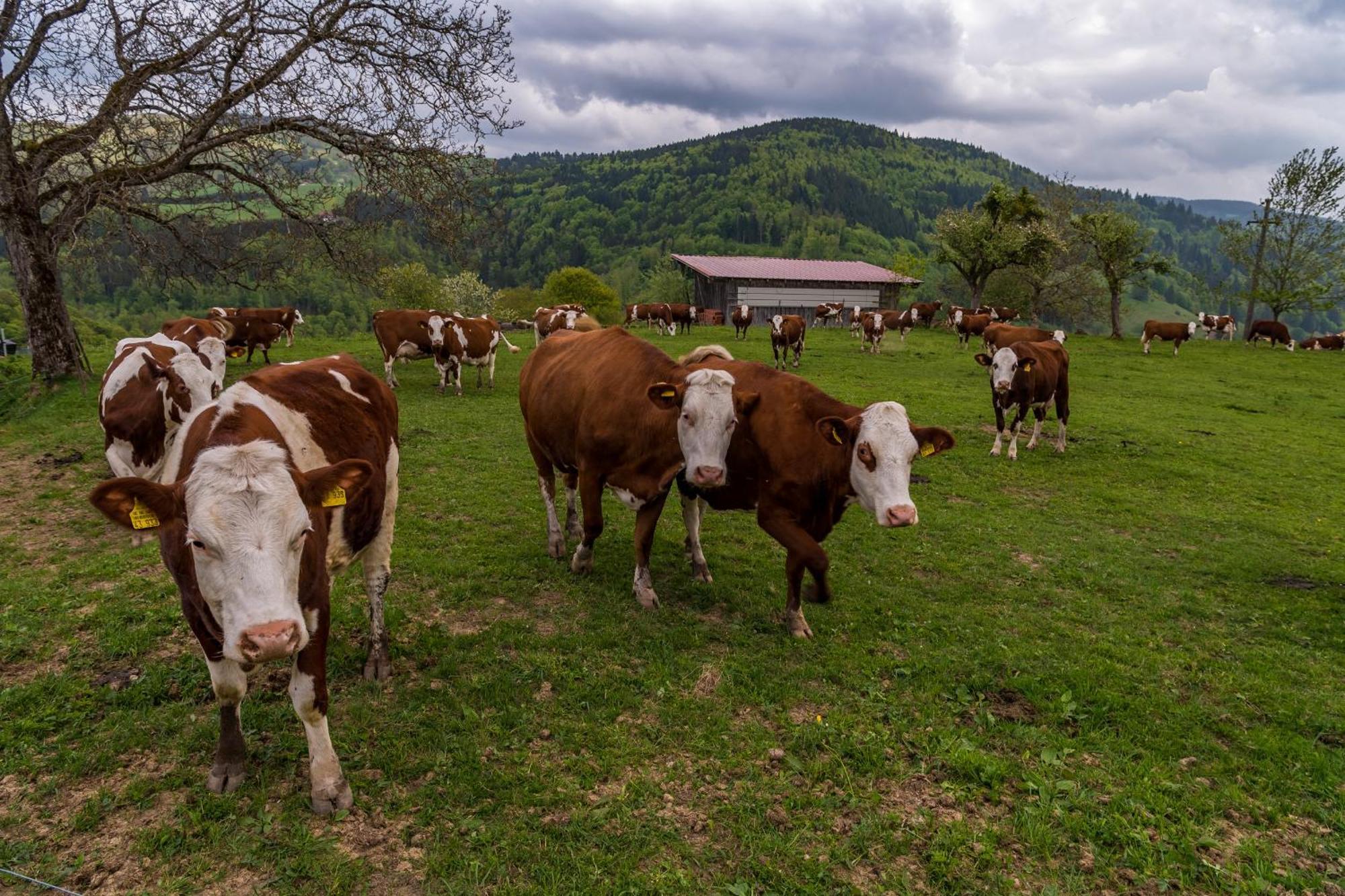Schwarzwaldliebe Leilighet Frohnd Eksteriør bilde